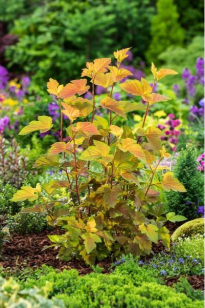 Physocarpus opulifolius Magic Ballу ланшафті